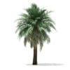 Butia Palm Tree 3D Model 5.2m (11003) - Image 7