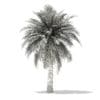 Butia Palm Tree 3D Model 5.2m (11003) - Image 8