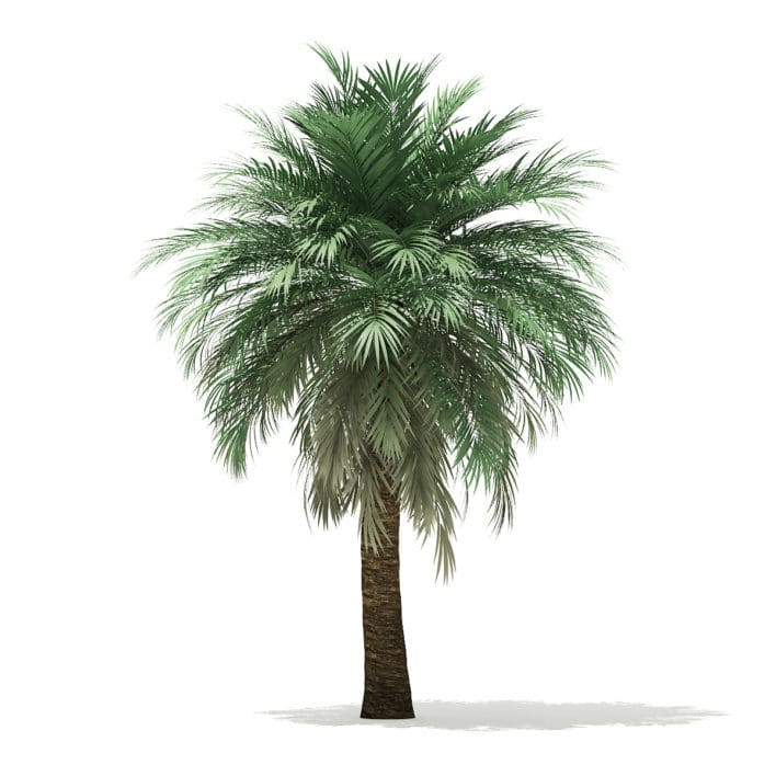 Butia Palm Tree 3D Model 5.2m