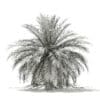 Butia Palm Tree 3D Model 3.5m (11004) - Image 2