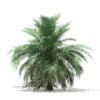 Butia Palm Tree 3D Model 3.5m (11004) - Image 3