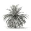 Butia Palm Tree 3D Model 3.5m (11004) - Image 4