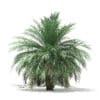Butia Palm Tree 3D Model 3.5m (11004) - Image 5