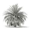 Butia Palm Tree 3D Model 3.5m (11004) - Image 6