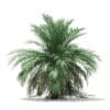 Butia Palm Tree 3D Model 3.5m (11004) - Image 7