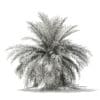 Butia Palm Tree 3D Model 3.5m (11004) - Image 8