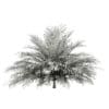 Butia Palm Tree 3D Model 2m (11005) - Image 2