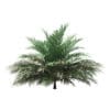 Butia Palm Tree 3D Model 2m (11005) - Image 3