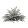 Butia Palm Tree 3D Model 2m (11005) - Image 4