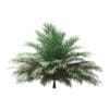 Butia Palm Tree 3D Model 2m (11005) - Image 5