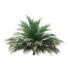 Butia Palm Tree 3D Model 2m (11005) - Image 7
