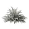 Butia Palm Tree 3D Model 2m (11005) - Image 8
