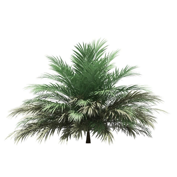 Butia Palm Tree 3D Model 2m