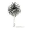 Chilean Wine Palm 3D Model 8m (11006) - Image 2