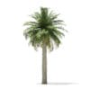 Chilean Wine Palm 3D Model 8m (11006) - Image 3