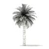 Chilean Wine Palm 3D Model 8m (11006) - Image 4