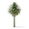 Chilean Wine Palm 3D Model 8m (11006) - Image 5