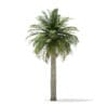 Chilean Wine Palm 3D Model 8m (11006) - Image 7