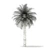 Chilean Wine Palm 3D Model 8m (11006) - Image 8