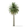 Chilean Wine Palm 3D Model 9.7m (11007) - Image 3