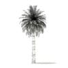 Chilean Wine Palm 3D Model 9.7m (11007) - Image 4