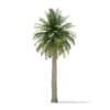 Chilean Wine Palm 3D Model 9.7m (11007) - Image 5