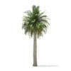 Chilean Wine Palm 3D Model 9.7m (11007) - Image 7