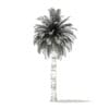 Chilean Wine Palm 3D Model 9.7m (11007) - Image 8