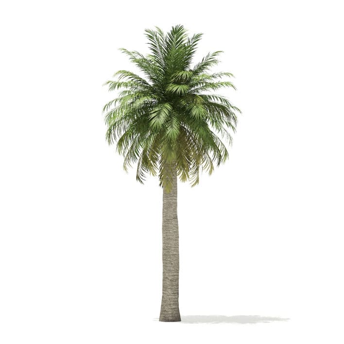 Chilean Wine Palm 3D Model 9.7m