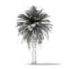 Chilean Wine Palm 3D Model 7.2m (11008) - Image 2