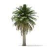 Chilean Wine Palm 3D Model 7.2m (11008) - Image 3