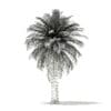 Chilean Wine Palm 3D Model 7.2m (11008) - Image 4
