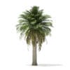 Chilean Wine Palm 3D Model 7.2m (11008) - Image 5