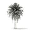 Chilean Wine Palm 3D Model 7.2m (11008) - Image 6