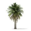 Chilean Wine Palm 3D Model 7.2m (11008) - Image 7