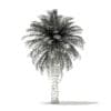 Chilean Wine Palm 3D Model 7.2m (11008) - Image 8