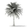 Chilean Wine Palm 3D Model 6m (11009) - Image 2