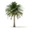 Chilean Wine Palm 3D Model 6m (11009) - Image 3