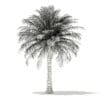 Chilean Wine Palm 3D Model 6m (11009) - Image 4