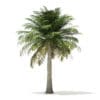 Chilean Wine Palm 3D Model 6m (11009) - Image 5