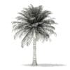 Chilean Wine Palm 3D Model 6m (11009) - Image 6