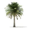 Chilean Wine Palm 3D Model 6m (11009) - Image 7