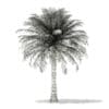 Chilean Wine Palm 3D Model 6m (11009) - Image 8