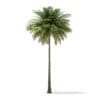 Coconut Palm Tree 3D Model 10.4m (11011) - Image 3