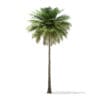 Coconut Palm Tree 3D Model 10.4m (11011) - Image 5