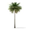 Coconut Palm Tree 3D Model 10.4m (11011) - Image 7