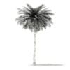 Coconut Palm Tree 3D Model 9m (11012) - Image 2