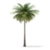 Coconut Palm Tree 3D Model 9m (11012) - Image 3