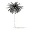 Coconut Palm Tree 3D Model 9m (11012) - Image 4