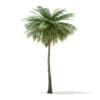 Coconut Palm Tree 3D Model 9m (11012) - Image 5